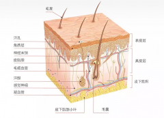 <b>從皮膚構(gòu)造，談?wù)勂つw管理的重要性，儀器配合更省心！</b>